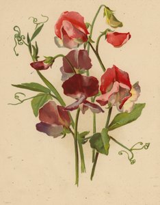 Sladký hrášek (chromolitho)