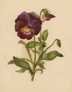 Maceška (chromolitho)