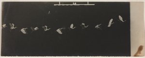 Chronofotografie létající volavky