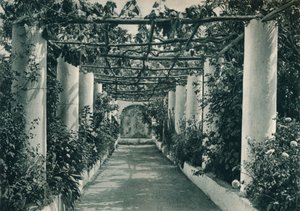 Pergola na vinici, Capri, Itálie, 1927 od Eugen Poppel