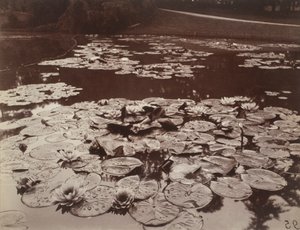 Lekníny od Eugène Atget
