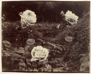 Růže od Eugène Atget