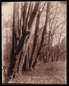  od Eugène Atget