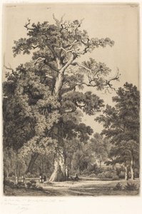 Starověký dub v Bois de Boulogne, 1855.