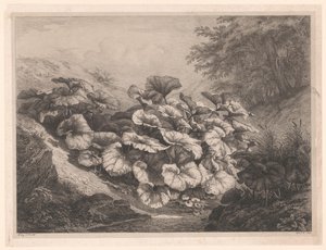 Groot hoefblad Velké podběle Vier grote plant soorten (název série) Čtyři velké rostliny (název série) od Eugene Bléry