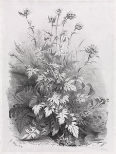 Skupiny různých rostlin nakreslených podle přírody: č. 7, 1848. od Eugene Bléry