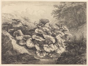 Velký podběl, 1843.