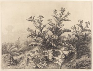Velký bodlák, 1843. od Eugene Bléry