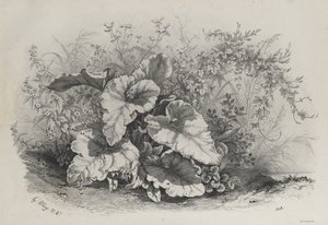 Studie rostlin ze skupiny různých rostlin kreslených a litografovaných podle přírody..., 1848. od Eugene Bléry