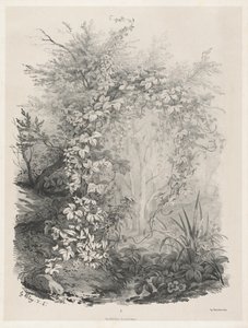 Rostliny a břečťany po proudu, 18481849.
