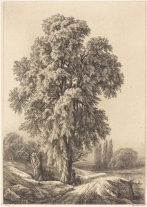Jilmový strom, 1840.