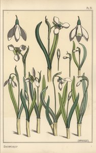 Botanická ilustrace sněženky, Galanthus nivalis od Eugene Grasset