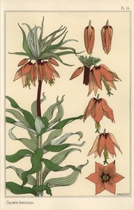 Botanická ilustrace korunního císařského květu, Fritillaria imperialis od Eugene Grasset