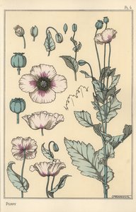 Botanická ilustrace máku, s částmi květů, lusk opia od Eugene Grasset