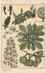 Botanická studie kaštanovníku od Eugene Grasset