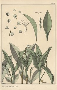 Konvalinka, botanická studie od Eugene Grasset