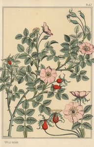 Botanická studie divoké růže od Eugene Grasset