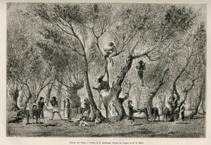 Sbírka oliv v oblasti Amphissa, kresba E. Guillauma, k ilustraci příběhu Henri Belle: Voyage en Greece od Eugene Guillaume