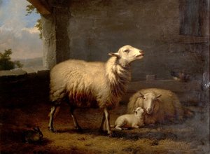 Ovce, 1876