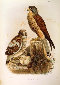 Ilustrace z knihy Eugenio Bettoni "Přírodní historie ptáků, kteří hnízdí v Lombardii" představující rodinu poštolky Falco tinnunculus, od Oscara Dresslera