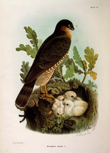 Ilustrace z knihy Eugenia Bettoniho "Přírodní historie ptáků hnízdících v Lombardii" představující krahujce obecného Accipiter nisus, autor Oscar Dressler