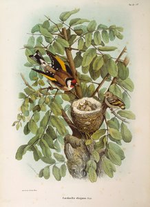 Ilustrace z knihy Eugenio Bettoni "Přírodní historie ptáků, kteří hnízdí v Lombardii" představující evropskou rodinu stehlíků Carduelis carduelis, od Oscara Dresslera