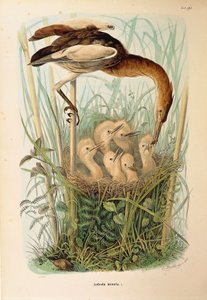 Ilustrace z knihy Eugenio Bettoni „Přírodní historie ptáků, kteří hnízdí v Lombardii“ představující bukače Ixobrychus minutus, od Oscara Dresslera