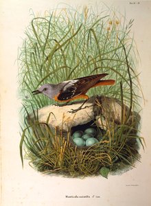 Ilustrace z knihy Eugenio Bettoni "Přírodní historie ptáků, kteří hnízdí v Lombardii" představující samici drozda skalního Monticola saxatilis po hnízdě, od Oscara Dresslera od Eugenio Bettoni, Oscar Dressler
