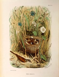 Ilustrace z knihy Eugenio Bettoni „Přírodní historie ptáků, kteří hnízdí v Lombardii“ představující bělorušku Sylvia communis nebo cinerea, od Oscara Dresslera