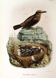 Ilustrace z knihy Eugenio Bettoni "Přírodní historie ptáků, kteří hnízdí v Lombardii" představující drozda modrého Monticola solitarius, od Oscara Dresslera