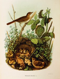 Ilustrace z knihy Eugenio Bettoni "Přírodní historie ptáků, kteří hnízdí v Lombardii" představující slavíka Luscinia megarhynchos, od Oscara Dresslera