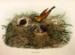 Ilustrace z knihy Eugenio Bettoni "Přírodní historie ptáků, kteří hnízdí v Lombardii" představující Yellowhammer Emberiza citrinella, od Oscara Dresslera