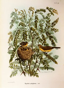 Ilustrace z knihy Eugenio Bettoni "Přírodní historie ptáků, kteří hnízdí v Lombardii" představující Melodious pěnice Hippolais polyglotta, Oscar Dressler