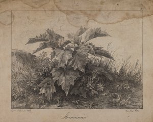 Stramonium od Eugenio Landesio