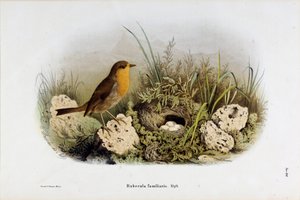 Znázornění Red Gorge (Rubecula familiaris) (Chromolitografie