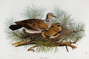 Znázornění holubice (Turtle-Dove) (Chromolitografie