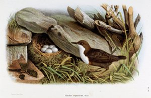 Znázornění ptáka Cincle potápění (Cinclus aquaticus) (Chromolitografie