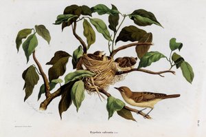 Znázornění ptáka Hipolais salicaria pěnice (Chromolitografie