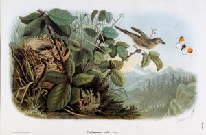 Znázornění rychlosti drůbeže (Phyllopneuste rufa) (Chiffchaff) (Chromolitografie