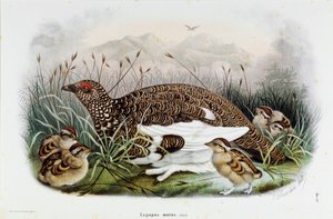 Znázornění koroptve (Partridge nebo Lagopus mutus) (Chromolitografie