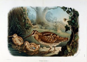 Znázornění dřevěného zobáku (Scolopax rusticola nebo Woodck) (Chromolitografie