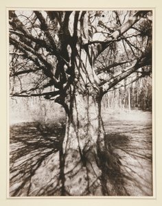 Buk strom od Eugène Atget