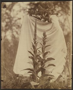 Bouillon Blanc (Mullein Plant) od Eugène Atget