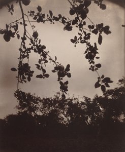 větev jabloně od Eugène Atget