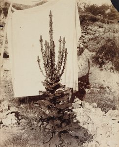 Mullein in Bloom od Eugène Atget