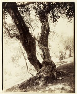 Olivier, Nice, kolem roku 1900 od Eugène Atget