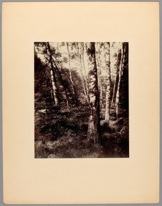 Park Saint-Cloud od Eugène Atget