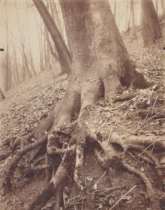 Stromy a kořeny od Eugène Atget