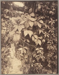 Vigne Vierge od Eugène Atget