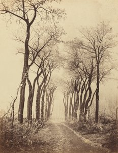Cesta a stromy s námrazou, 1860.